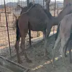 حشو طيبات على الحليب شرط