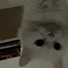 قطوة للتبني