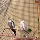 زوج كروان هولندي منتج