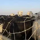 خرفان نجد