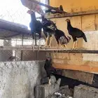 للبيع ديك بكستاني