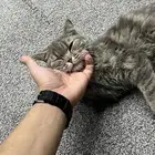 قطه سكوتش نظيفه عمرها شهرين تقريبا