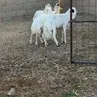 طليان رفيده