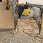حصان واهو