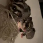 للبيع شوقر قلايدر توأم إناث  صغار وصحتهم ممتازه