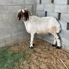 فحل نعيمي تمم البيع