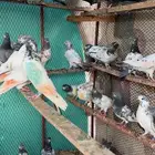 حمام باكستاني طيار