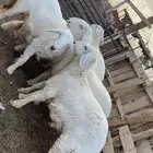 رخال مقاني طيبه وشحم 6 اشهر