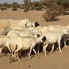 غنم مقاني رفيديات