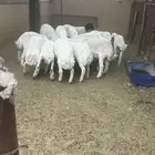 ضحايا طيبة جبر واطراف