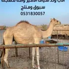 قعود للبيع