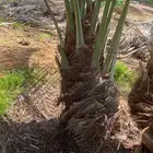 فراخة نخل اخلاص بالقصيم مع القلع والتوصيل العدد 200