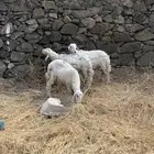 ذبايح حري شهران