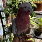 كوكاتو قالا