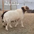 فحل صنف للبيع