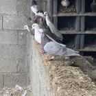 حمام سوبر جامبو