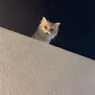 قط ضايع بالعزيزيه