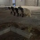للبيع ذبايح نعيم بلدي