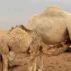 قعود قصب للبيع