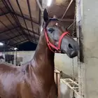 حصان