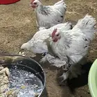 للبيع دجاج براهمه