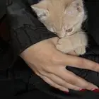 احتاج متبنيه كم يوم