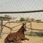 مهر شعبي