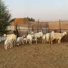 حريات متاومات
