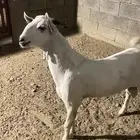مشروع فحل بيشي