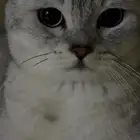 قط أمريكي