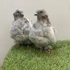 (( تم البيع )) حمام زينة كشكشي