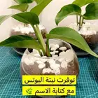 توزيعات تخرج