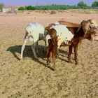 برابر بلدي