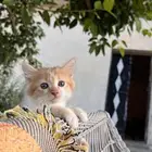 كيتن للتبني