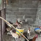 دجاج بلدي