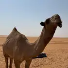 للبيع قعود كفو