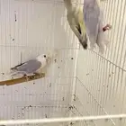 انثى روز وذكرين