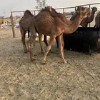 قعدان بلدي للبيع