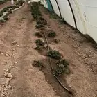 شتلات فراوله للبيع