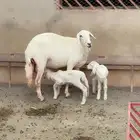 غنم ضان والد صنف