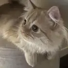 قط شيرازي للبيع
