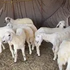طليان ورخال العدد 8 روس مقفله