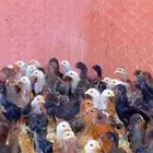 صوص دجاج بلدي اغلبه اسود شهر ونص