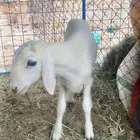 طلي