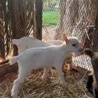 صغار ماعز قزم