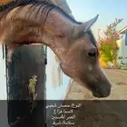 حصان للبيع