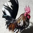 ديك جبانيز منتج اللون ماكنتوش