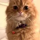 قطه انثى للبيع ب 800 ريال مع كامل اغراضها