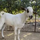 مشروع فحل تيس بيشي صنف