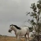 فرس